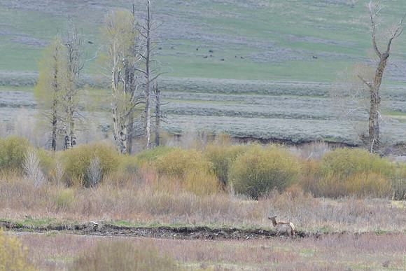 Elk (Cervus canadensis (wounded by a wolf (Canis lupus) heads to the river, Wyoming, USA