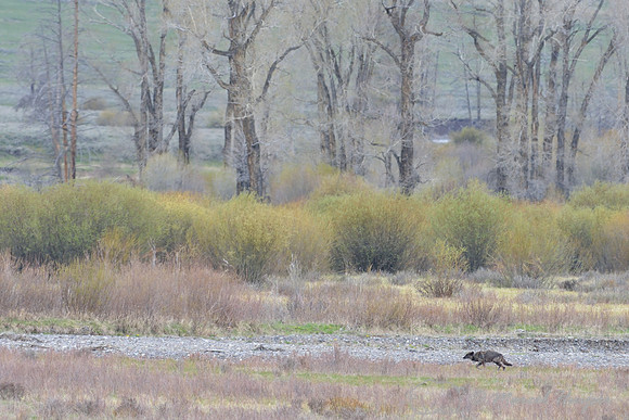 Wolf (Canis lupus) follows wounded elk (Cervus canadensis) along the river, Wyoming, USA