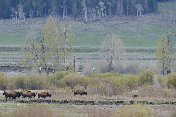 Bison (Bison bison) chase wolf (Canis lupus) away, Wyoming, USA