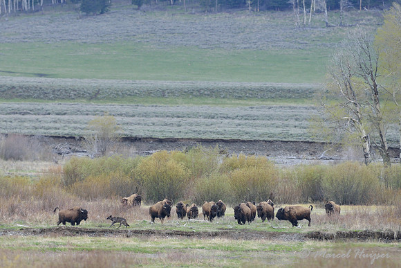 Bison (Bison bison) chase wolf (Canis lupus) away, Wyoming, USA