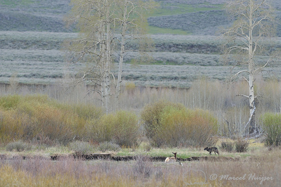Wolf (Canis lupus) follows wounded elk (Cervus canadensis) along the river, Wyoming, USA