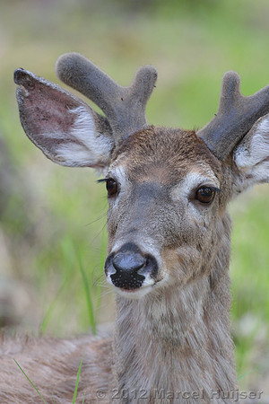 Mule deer buck (Odocoileus hemionus), Montana, USA
