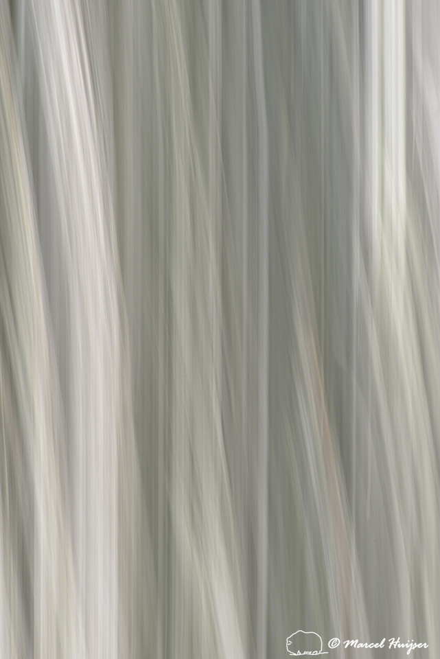 Bark of western redcedar (Thuja plicata) with moving camera, Montana, USA