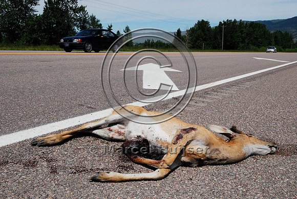 Roadkilled white-tailed deer (Odocoileus virginianus) buck in velvet, Montana, USA