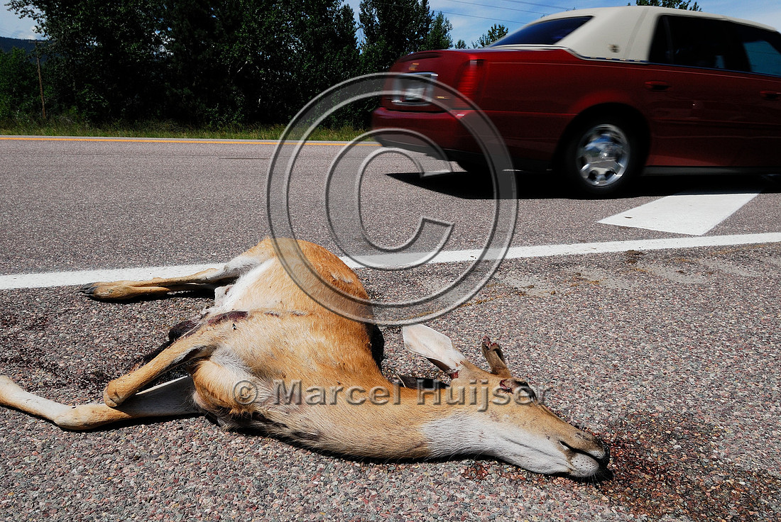 Roadkilled white-tailed deer (Odocoileus virginianus) buck in velvet, Montana, USA