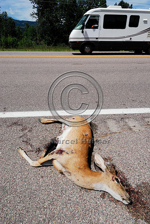 Roadkilled white-tailed deer (Odocoileus virginianus) buck in velvet, Montana, USA