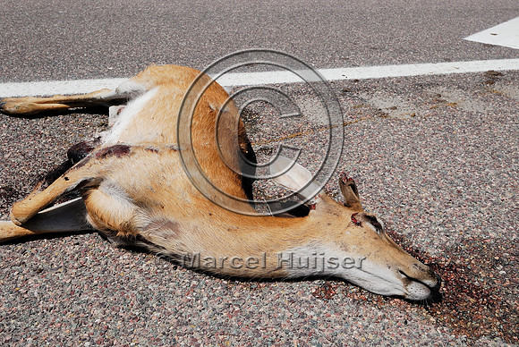 Roadkilled white-tailed deer (Odocoileus virginianus) buck in velvet, Montana, USA