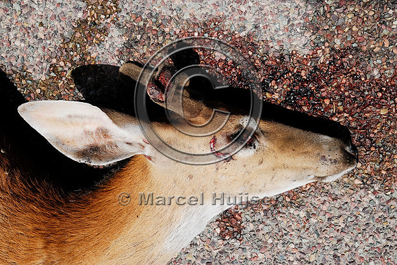 Roadkilled white-tailed deer (Odocoileus virginianus) buck in velvet, Montana, USA
