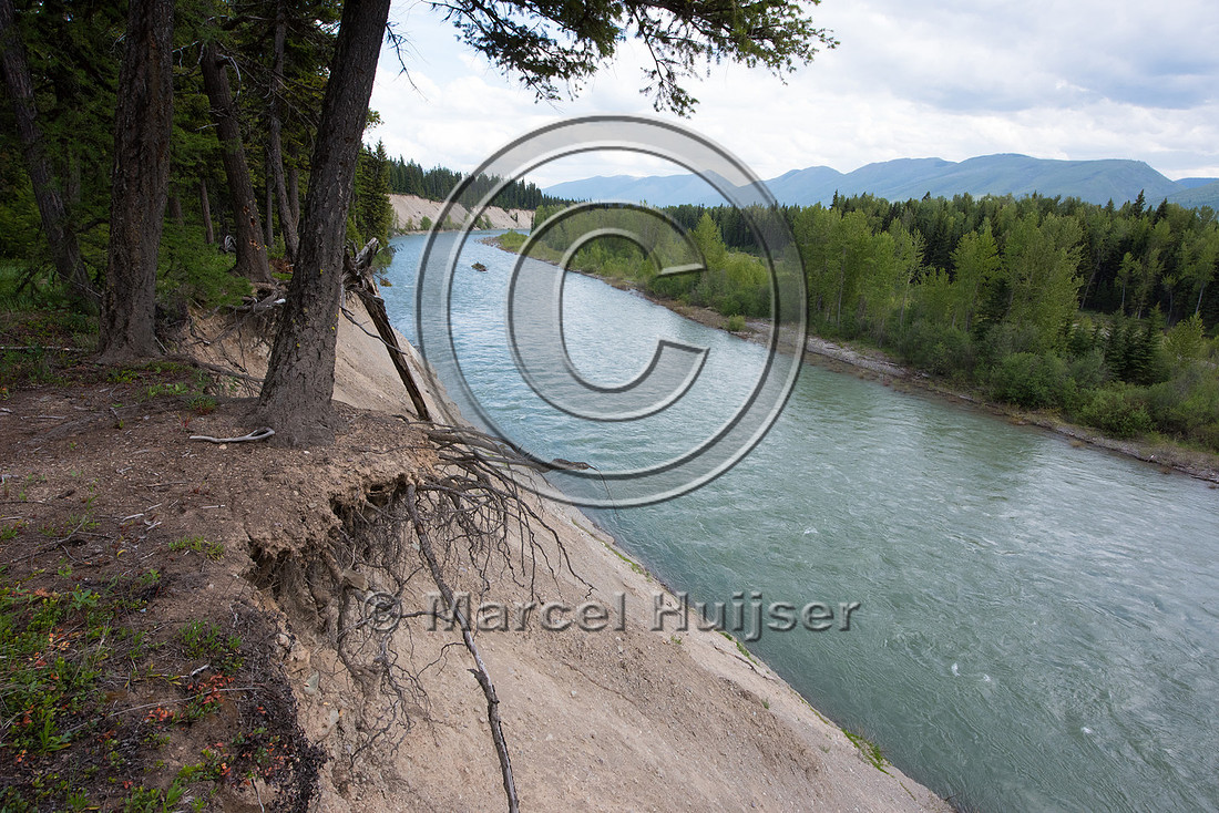 The North Fork of the Flathead river erodes river bank and adjac