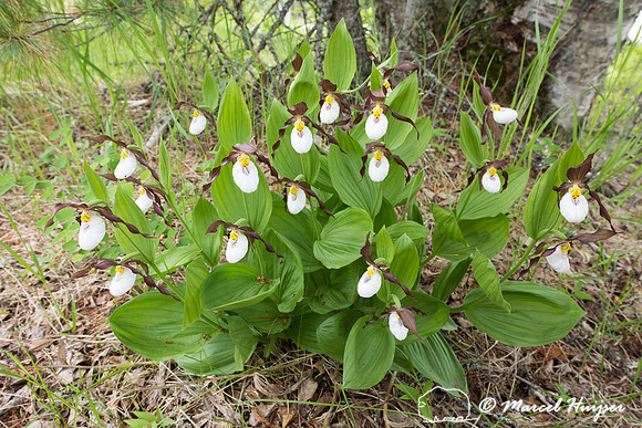 Mountain Lady's Slipper (Cypripedium montanum), Montana, USA