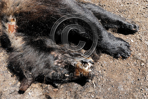 Dead black bear (Ursus americanus) at carcass composting facility