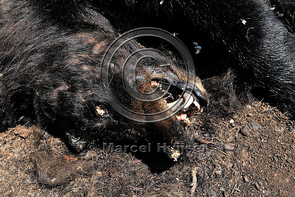 Dead black bear (Ursus americanus) at carcass composting facility