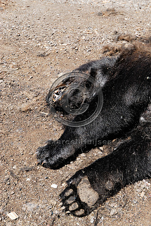 Dead black bear (Ursus americanus) at carcass composting facility