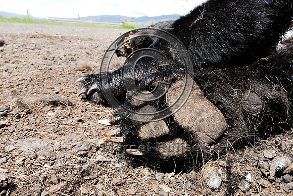 Dead black bear (Ursus americanus) at carcass composting facility