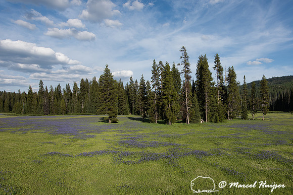 Common camas  or blue camas (Camassia quamash), Packer meadows,