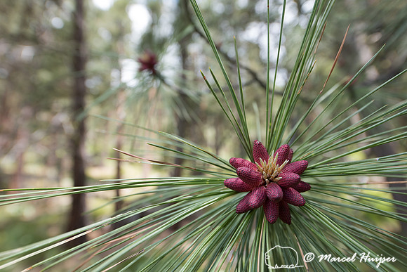 Ponderosa pine (Pinus ponderosa), Woods Gulch, Missoula, Montana