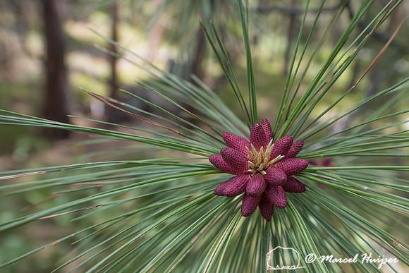 Ponderosa pine (Pinus ponderosa), Woods Gulch, Missoula, Montana