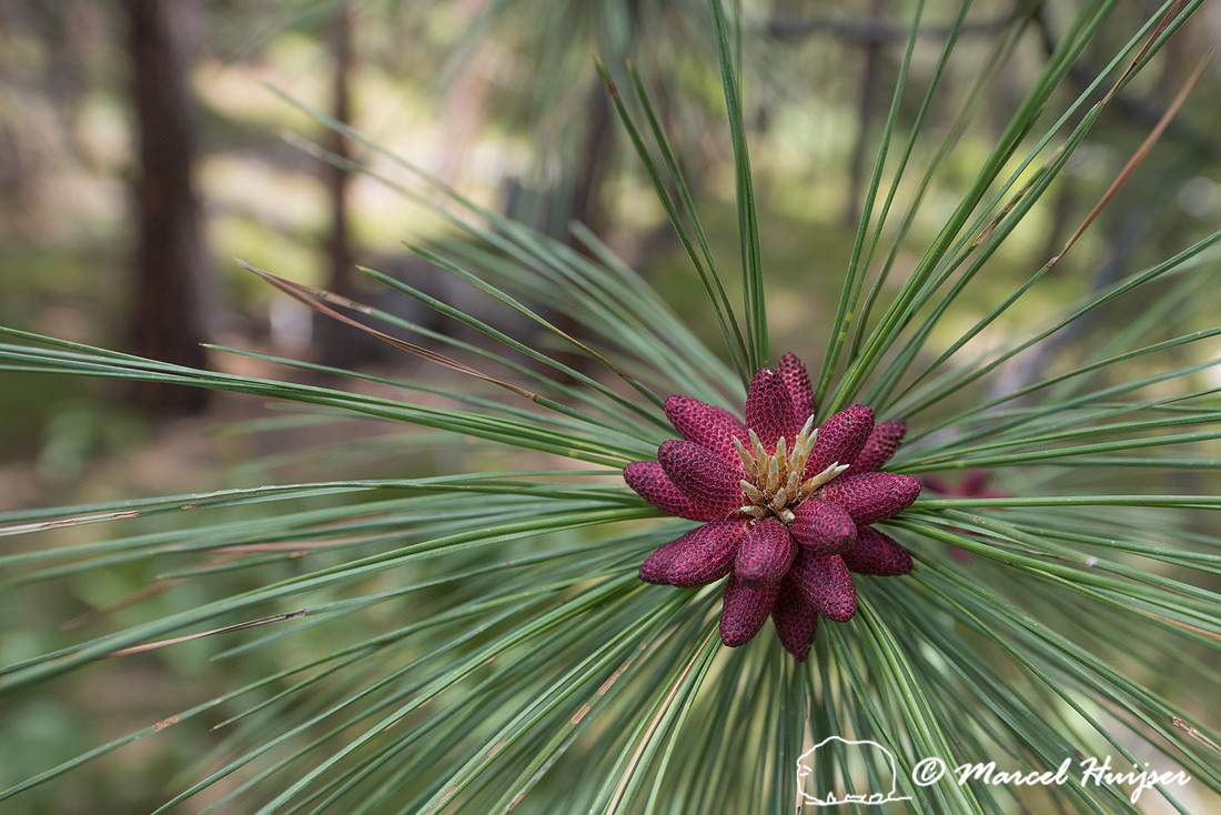 Ponderosa pine (Pinus ponderosa), Woods Gulch, Missoula, Montana