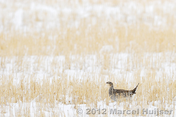 Sharp-tailed grouse (Tympanuchus phasianellus), on grain field near Freezout Lake, Fairfield, Montana, USA