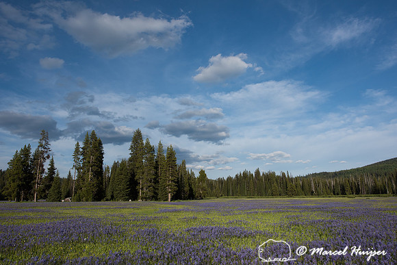 Common camas  or blue camas (Camassia quamash), Packer meadows,