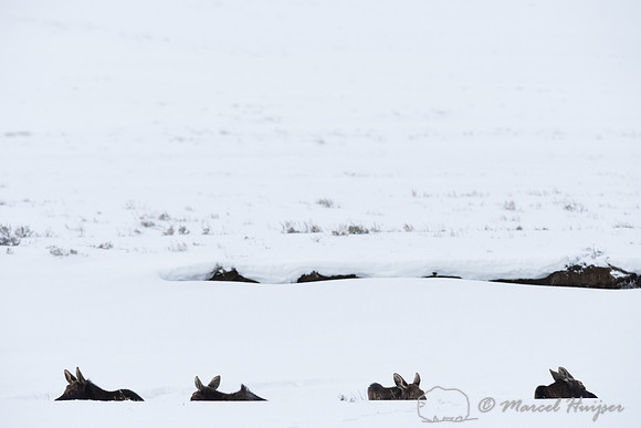Bull moose (Alces alces) bedded down in snow resembling logs along river in winter, Wyoming, USA