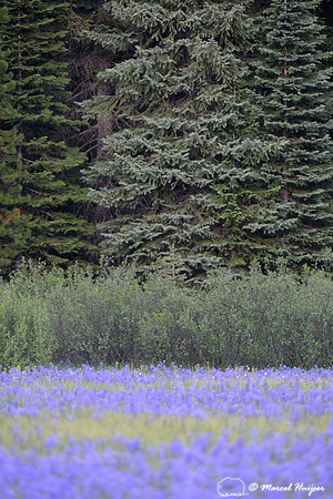Field with blue camas (Camassia quamash) Packer Meadows, Idaho, USA