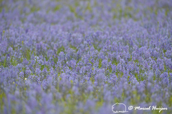 Field with blue camas (Camassia quamash) Packer Meadows, Idaho, USA