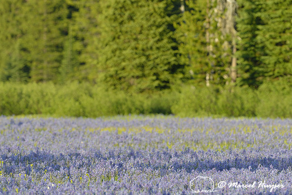 Field with blue camas (Camassia quamash) Packer Meadows, Idaho, USA