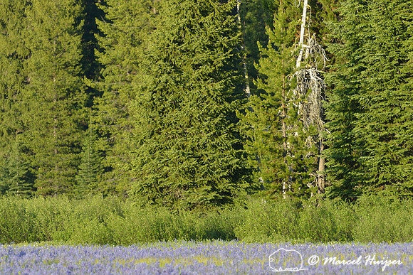 Field with blue camas (Camassia quamash) Packer Meadows, Idaho, USA