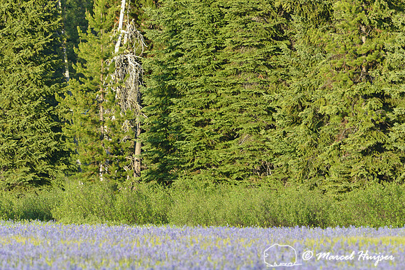 Field with blue camas (Camassia quamash) Packer Meadows, Idaho, USA