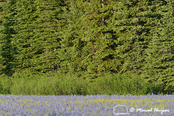 Field with blue camas (Camassia quamash) Packer Meadows, Idaho, USA