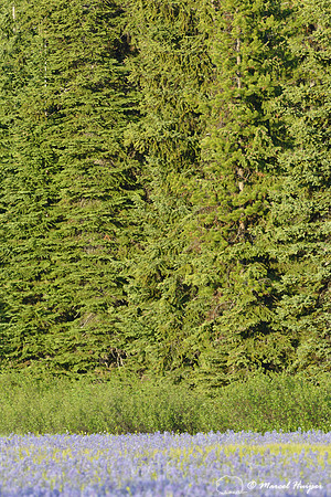 Field with blue camas (Camassia quamash) Packer Meadows, Idaho, USA