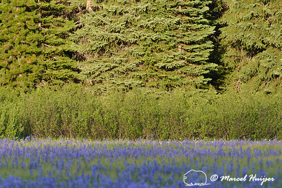 Field with blue camas (Camassia quamash) Packer Meadows, Idaho, USA