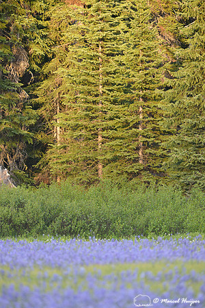 Field with blue camas (Camassia quamash) Packer Meadows, Idaho, USA