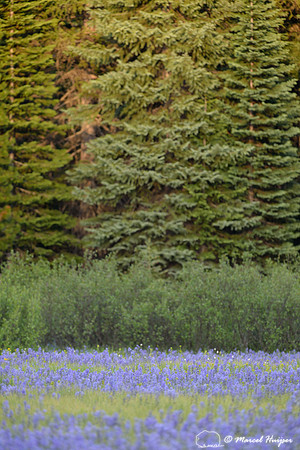 Field with blue camas (Camassia quamash) Packer Meadows, Idaho, USA