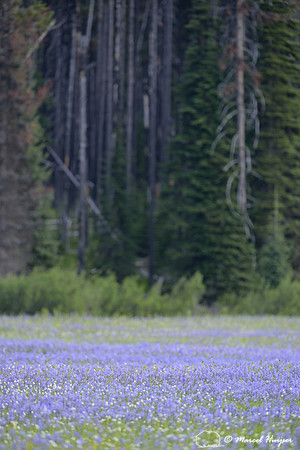 Field with blue camas (Camassia quamash) Packer Meadows, Idaho, USA