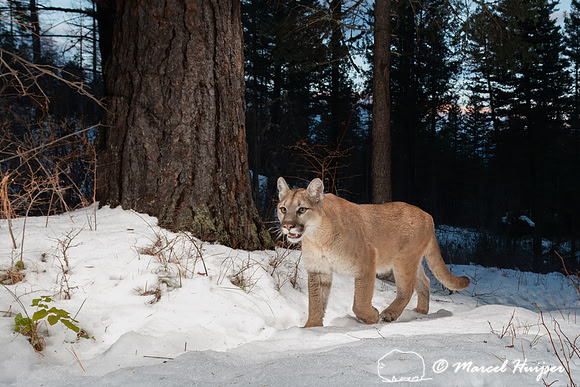 Mountain lion  (Puma concolor) in the snow at the ponderosa tree