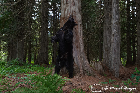 American black bear (Ursus americanus) urinating and scent marki