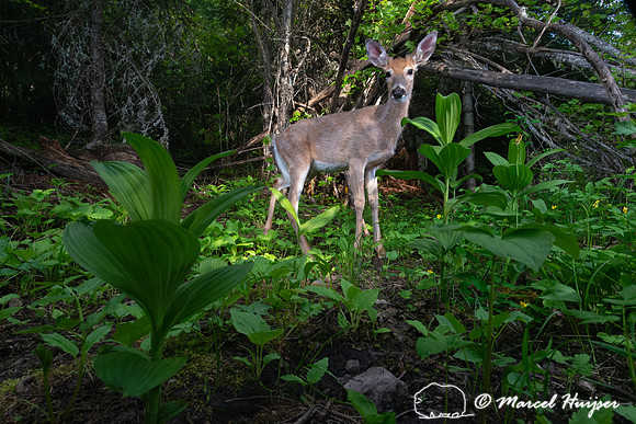 White-tailed deer (Odocoileus virginianus) buck at the alder arc
