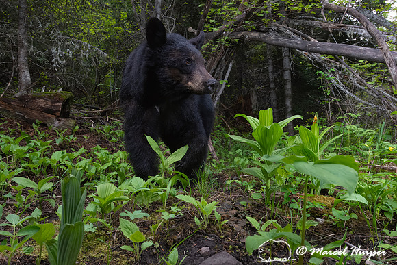 American black bear (Ursus americanus) at the alder arch, Montan