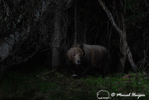 Grizzly bear (Ursus arctos horribilis) at night in a spruce bog,