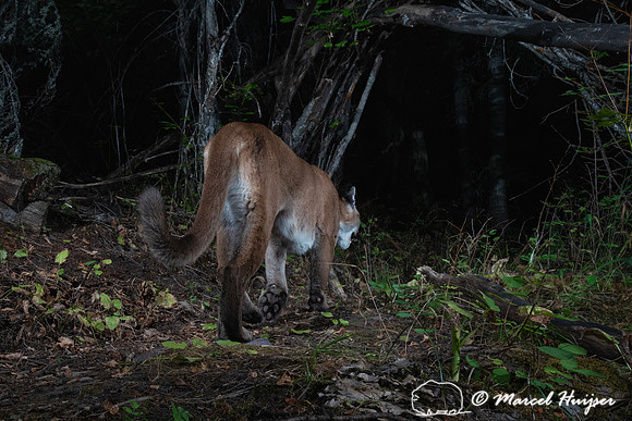 Mountain lion (Puma concolor) at the alder arch, Montana