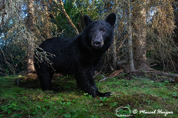 American black bear (Ursus americanus) in the spruce bog, Montan