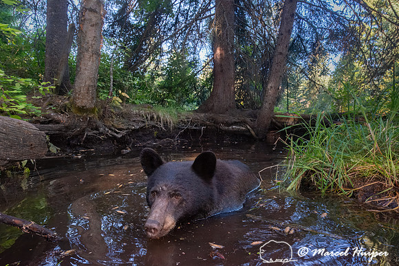 American black bear (Ursus americanus) bathing in the pond, Mont