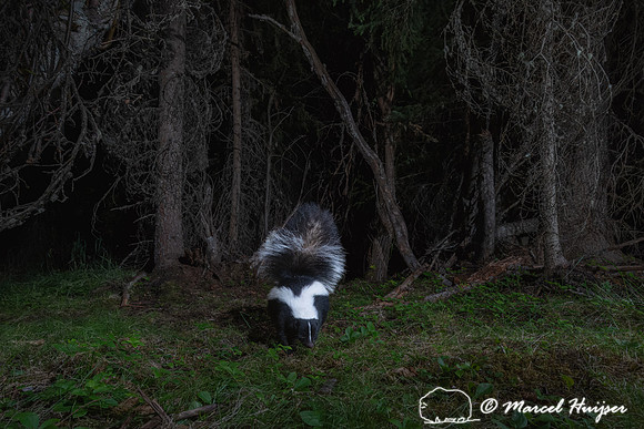 Striped skunk (Mephitis mephitis) in the spruce bog, Montana