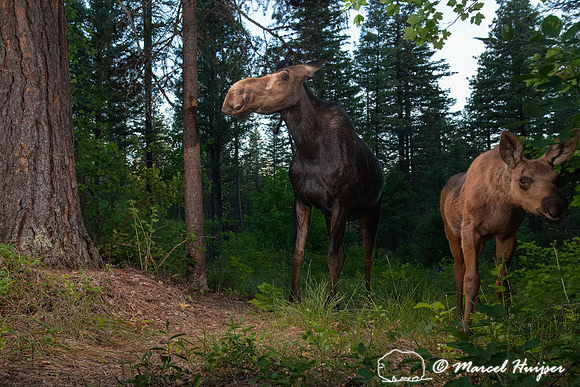 Moose cow and calf (Alces alces) at the ponderosa tree, Montana