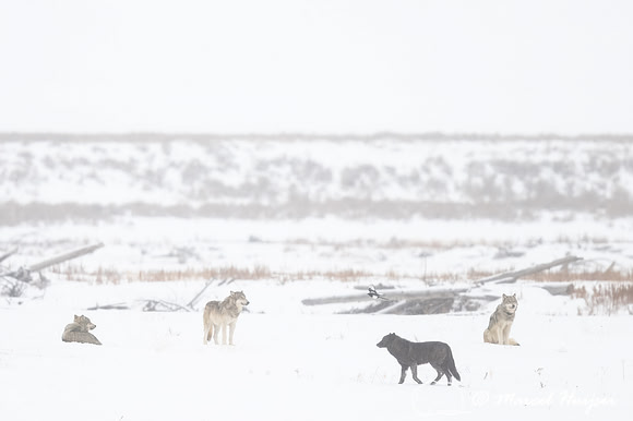 Gray wolves (Canis lupus), Mollie's pack, Lamar Valley, Yellowst