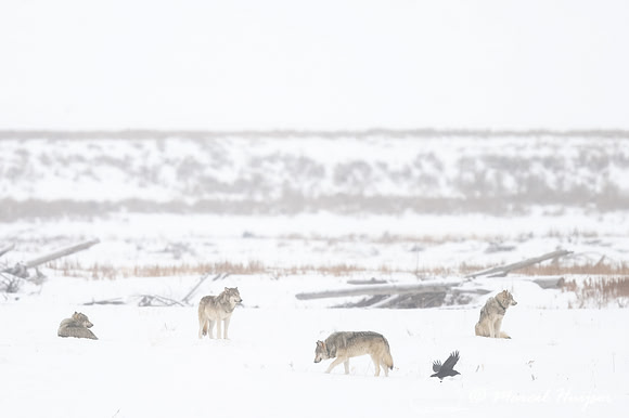 Gray wolves (Canis lupus), Mollie's pack, Lamar Valley, Yellowst