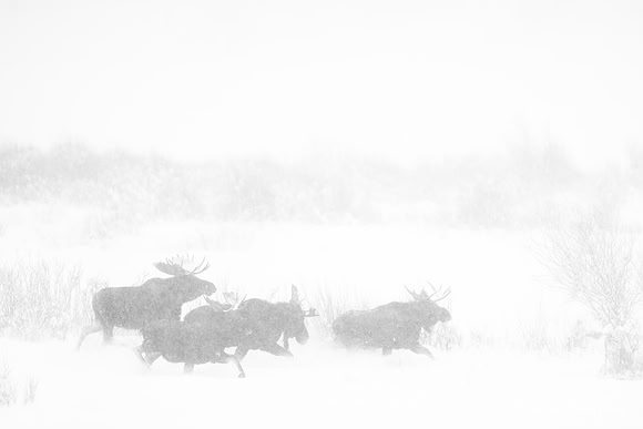 Bull moose (Alces alces) running in the snow, Wyoming