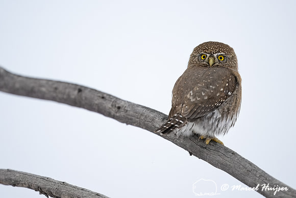 Northern pygmy owl (Glaucidium californicum), Wyoming